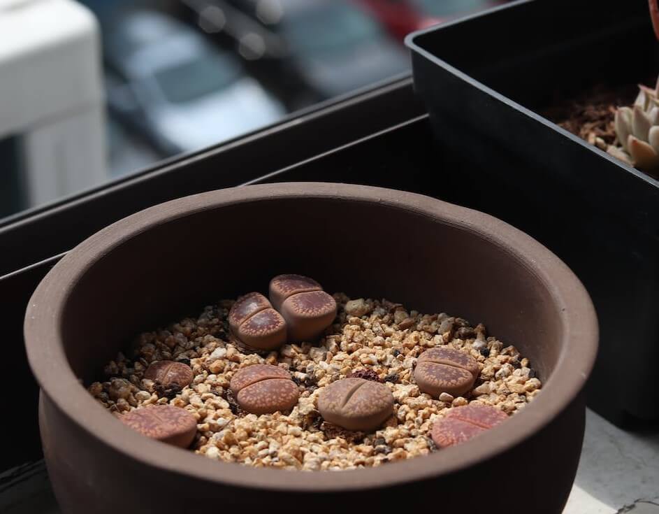 Cactos de Rocha (Lithops)