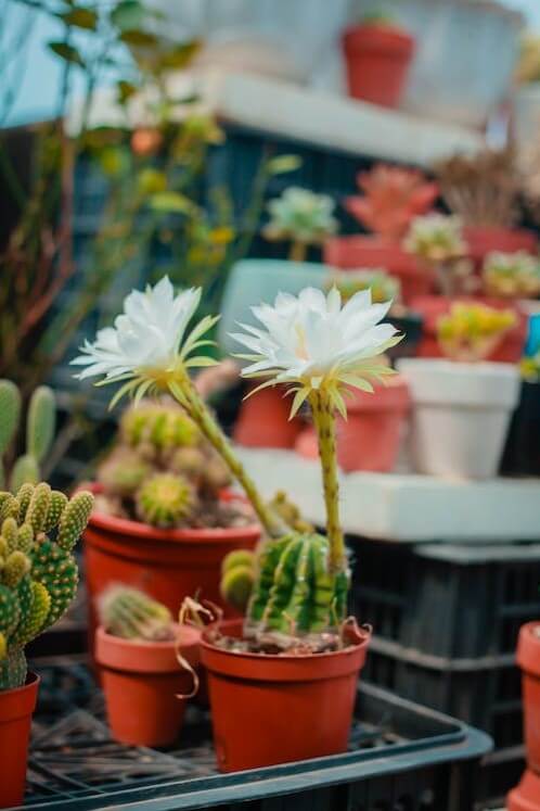 Cactos Columnares (Cereus)