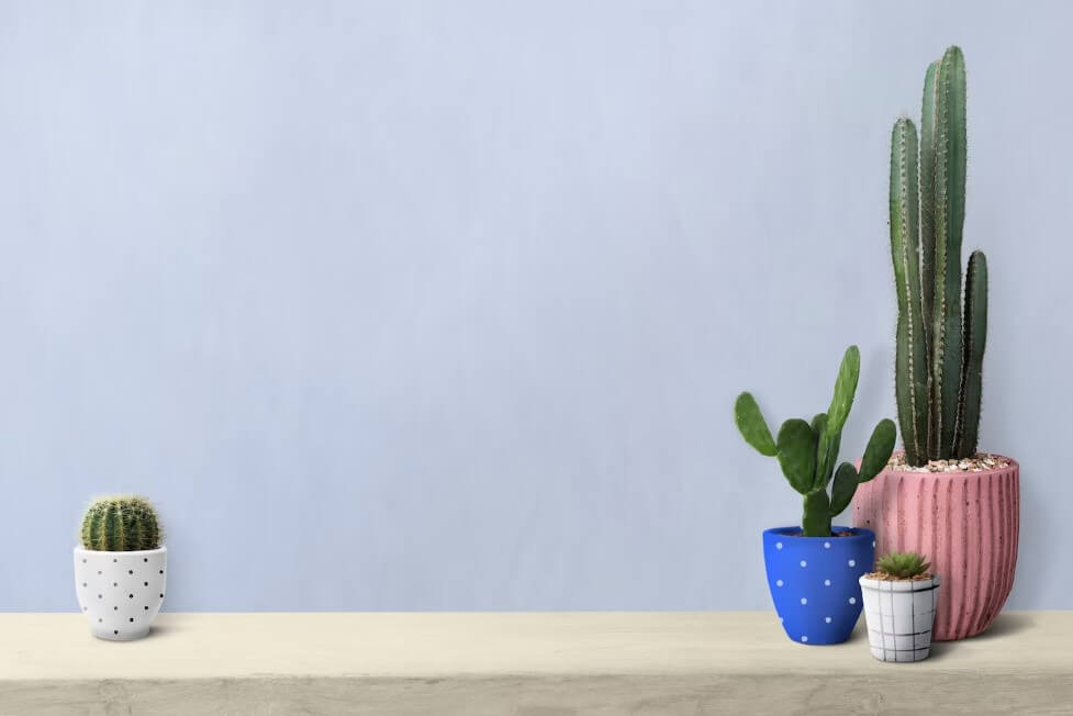 na realidade, muitos cactos são adaptados a ambientes áridos, armazenando água em seus caules