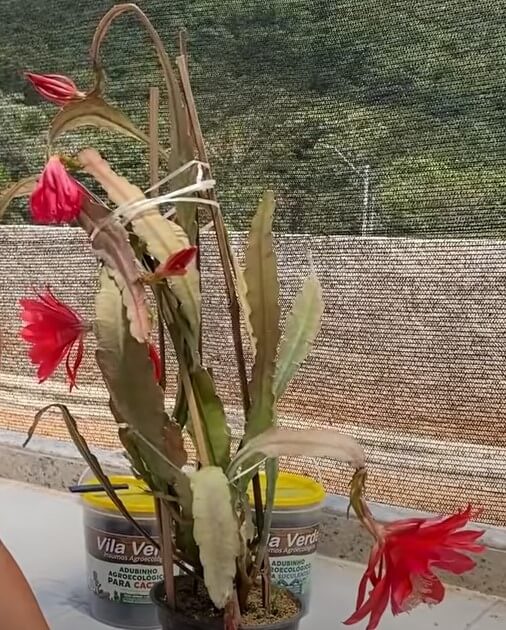 Cactos de Folhas (Epiphyllum)