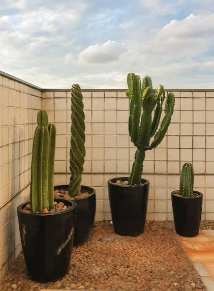 25 Tipos Cactos: TUDO que Você precisa saber
