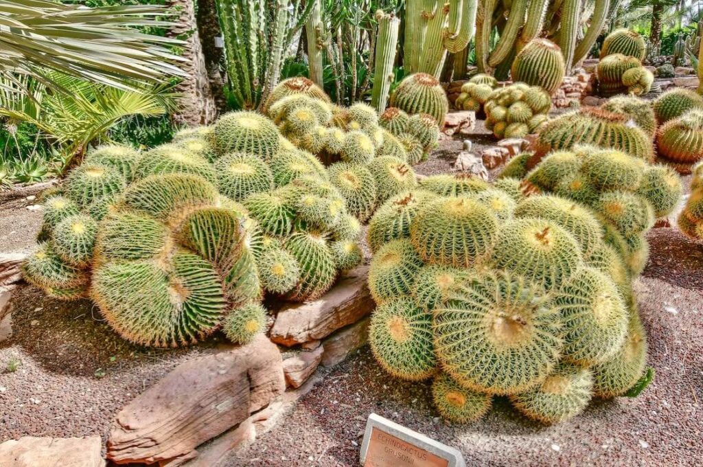 Cactos de Barril (Echinocactus)