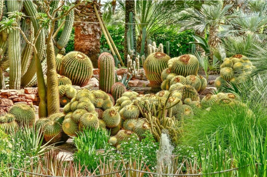 25 Tipos Cactos: TUDO que Você precisa saber