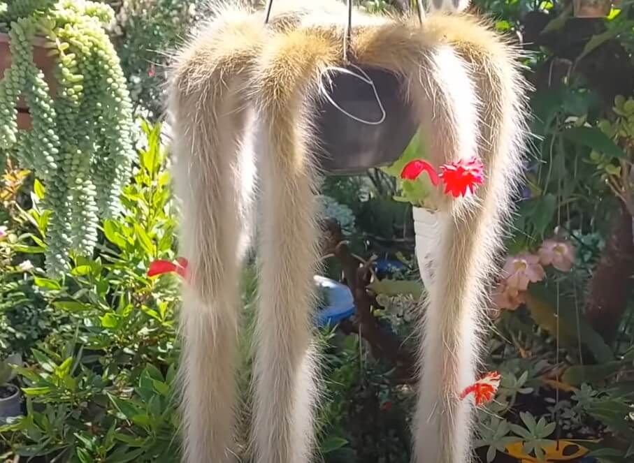 Rabo-de-Macaco: TUDO que Você precisa Saber