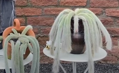 Rabo-de-Macaco: TUDO que Você precisa Saber