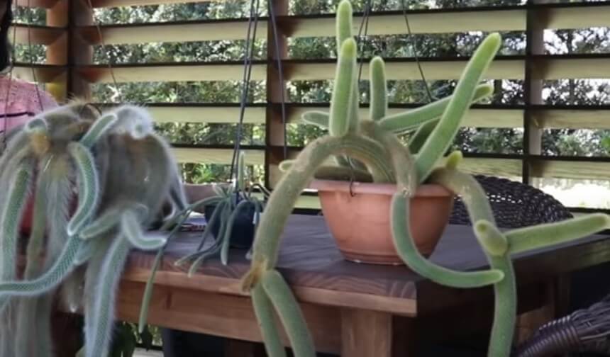 Rabo-de-Macaco: TUDO que Você precisa Saber