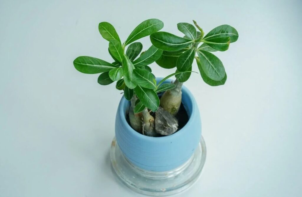 Rosa do Deserto: TUDO que você precisa Saber para Cultivar + 36 Cores Raras