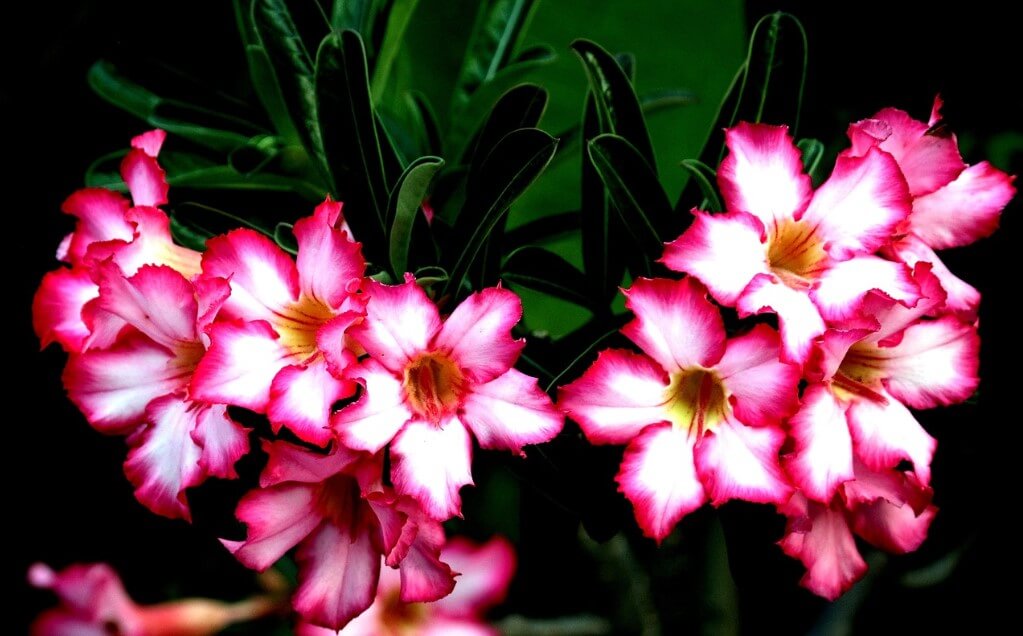 Rosa do Deserto: TUDO que você precisa Saber para Cultivar + 36 Cores Raras