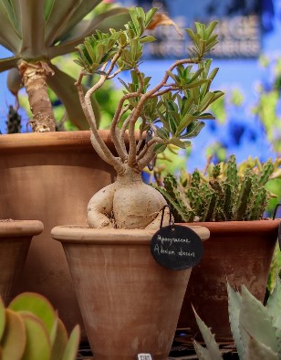 Rosa do Deserto: TUDO que você precisa Saber para Cultivar + 36 Cores Raras