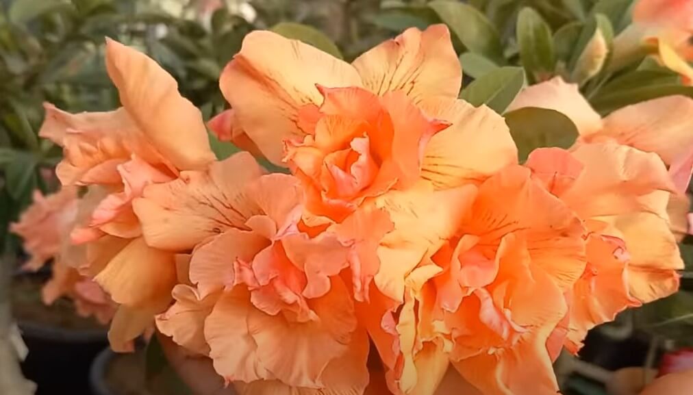 rosa do deserto raras