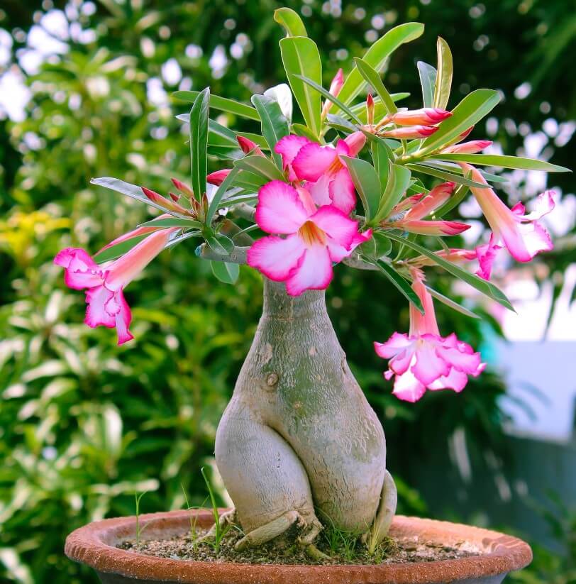Rosa do Deserto: TUDO que você precisa Saber para Cultivar + 36 Cores Raras