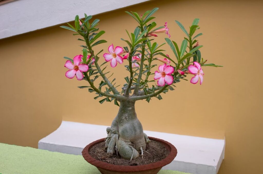 Rosa do Deserto: TUDO que você precisa Saber para Cultivar + 36 Cores Raras