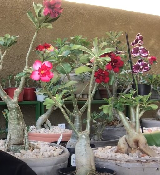 rosa do deserto raras