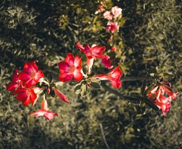 Rosa do Deserto: TUDO que você precisa Saber para Cultivar + 36 Cores Raras