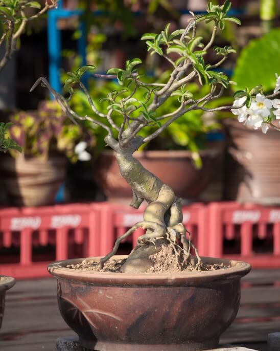 Rosa do Deserto: TUDO que você precisa Saber para Cultivar + 36 Cores Raras