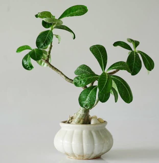 Rosa do Deserto: TUDO que você precisa Saber para Cultivar + 36 Cores Raras