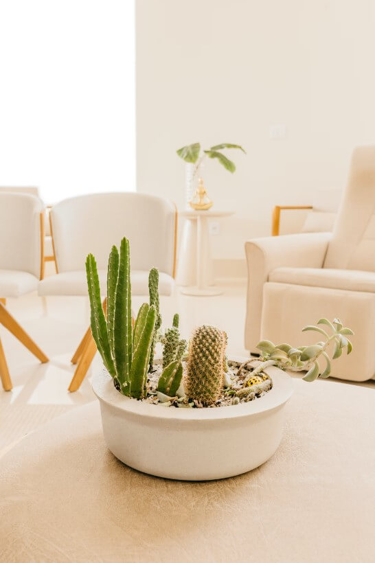 Decoração com plantas: +39 ideias de como decorar