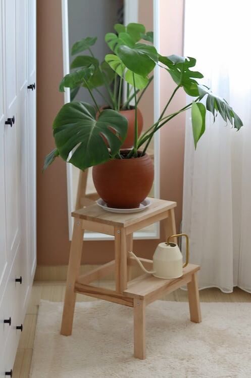 Decoração com plantas: +39 ideias de como decorar o Ambiente