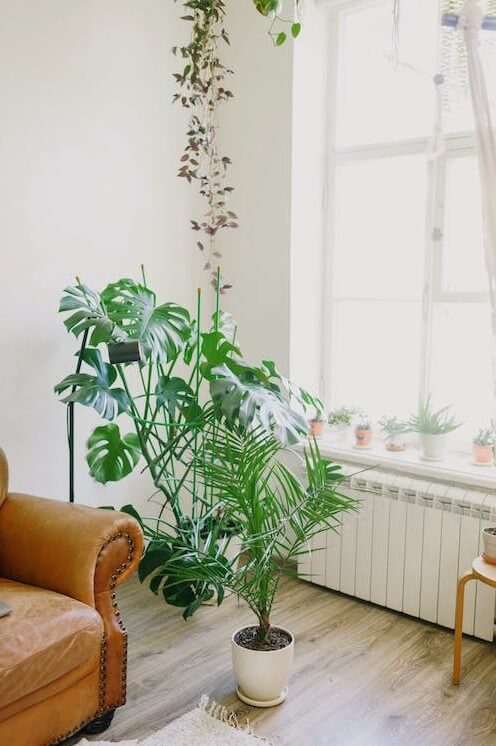 Decoração com plantas: +45 ideias de como decorar