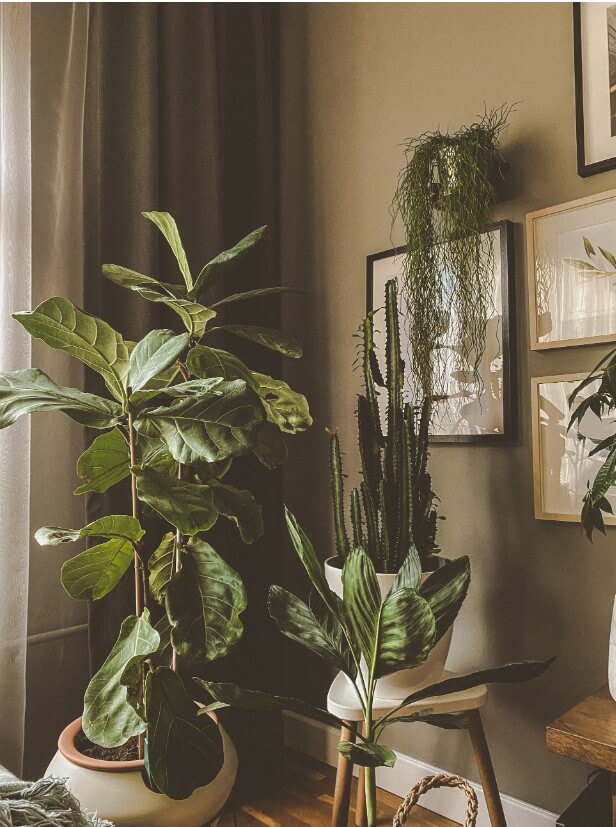 Decoração com plantas: +39 ideias de como decorar o Ambiente