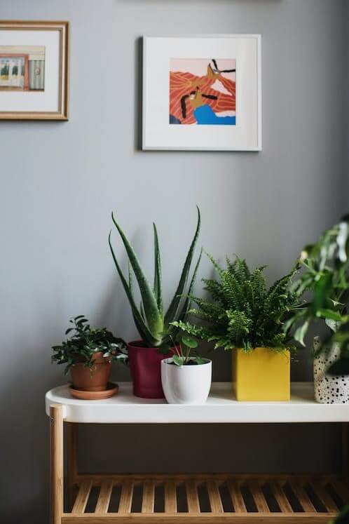 Decoração com plantas: +39 ideias de como decorar o Ambiente