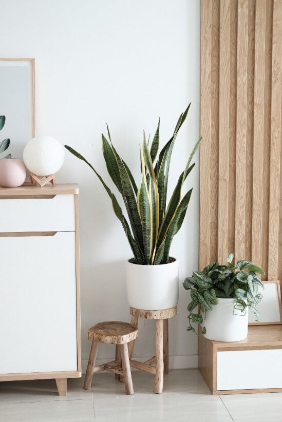 Decoração com plantas: +39 ideias de como decorar