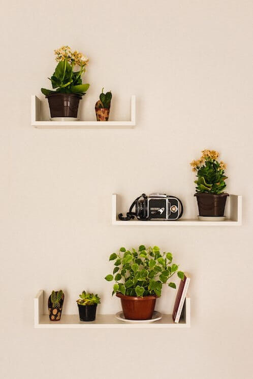 Decoração com plantas: +39 ideias de como decorar o Ambiente