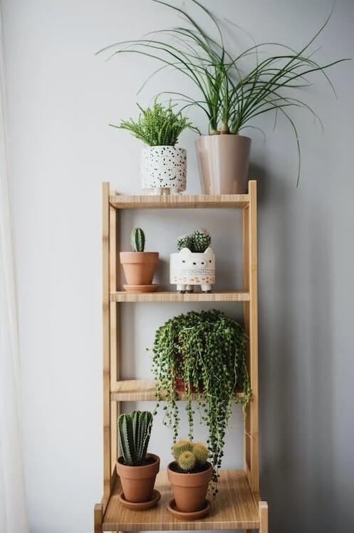 Decoração com plantas: +39 ideias de como decorar o Ambiente